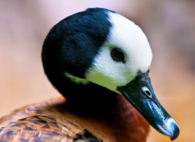 White Faced Whistling Tree Duck