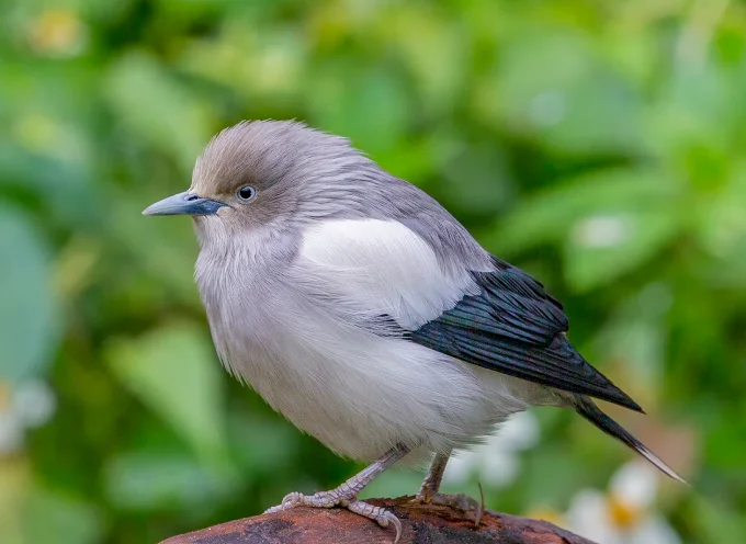 white shouldered starling