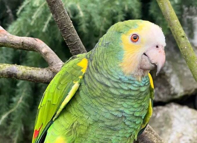 Yellow Shouldered Amazon Parrot