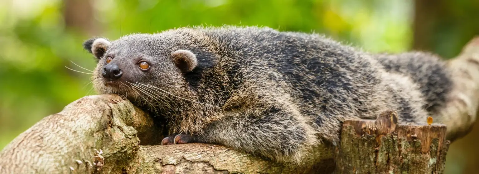Binturong Experience