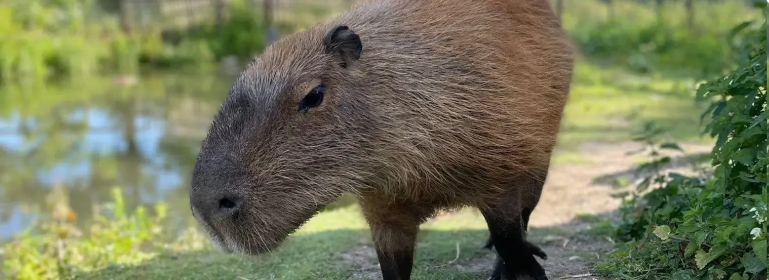 Capybara Experiences