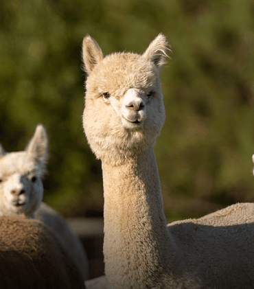 Alpaca Adoption