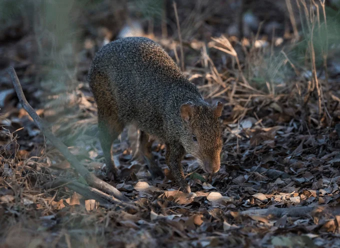 Azara Agouti