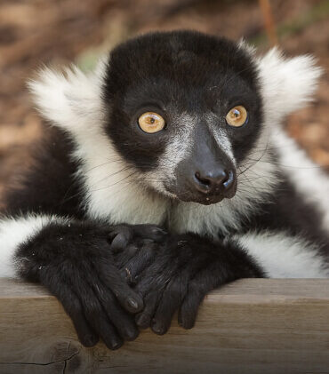 Black and White ruffed Adoption