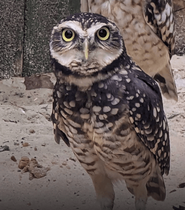 Burrowing Owl Adoption