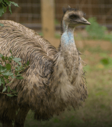 Emu Adoption