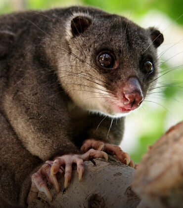 Ground CusCus