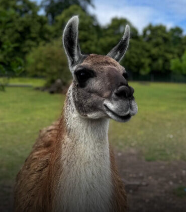 Guanaco Adoption