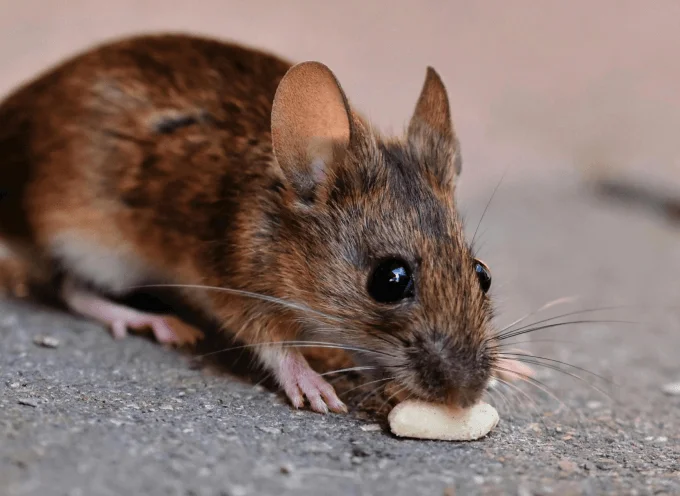 House Mouse