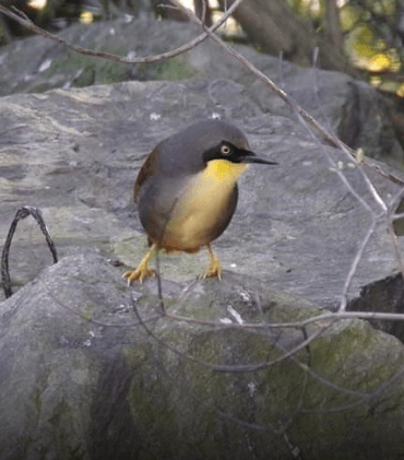 Rufous-vented Laughingthrush