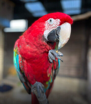 Macaw Adoption