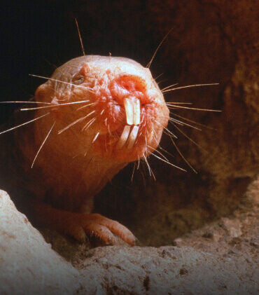 Naked Mole Rat