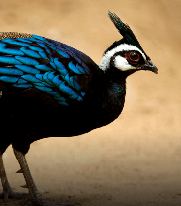 Palawan Peacock Pheasant Adoption