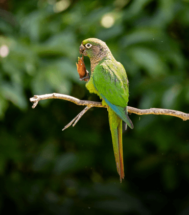 Pantagonian Conure