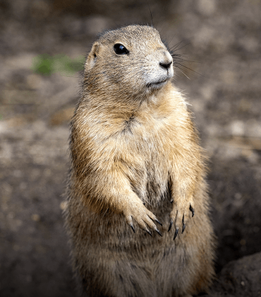 Prairie Dogs Adoption