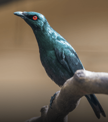 Red Eyed Glossy Starling