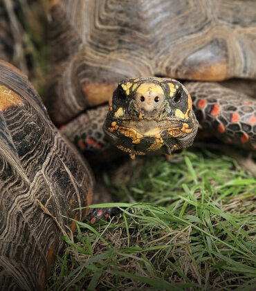 Red foot Tortoise Adoption