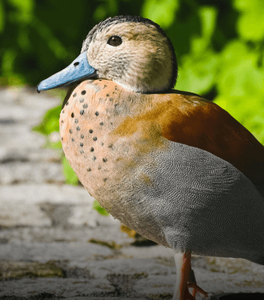 Ringed Teal
