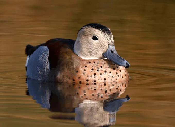 Ringed Teal