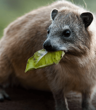 Rock Hyrax Adoption