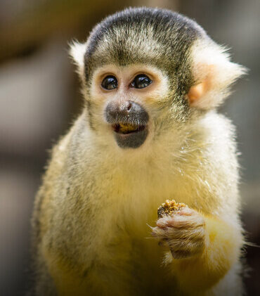 Squirrel Monkey Adoption