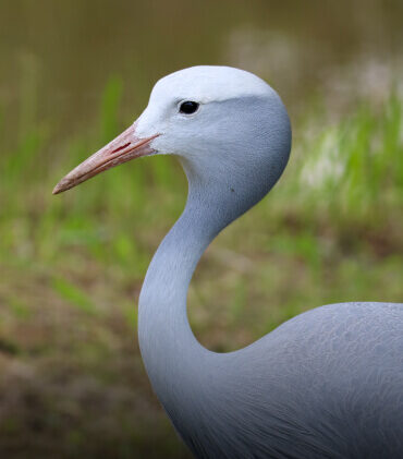 Stanley Crane Adoption