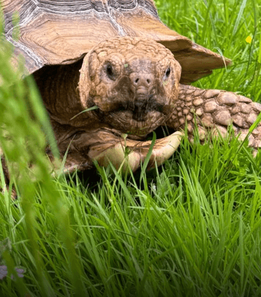 Sulcata Adoption