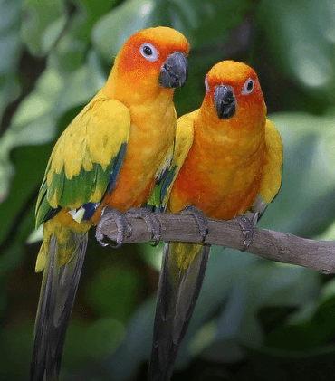 Sun Concure Adoption