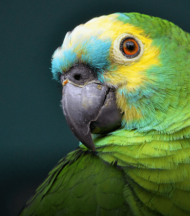 Yellow Shouldered Amazon Parrot Adoption