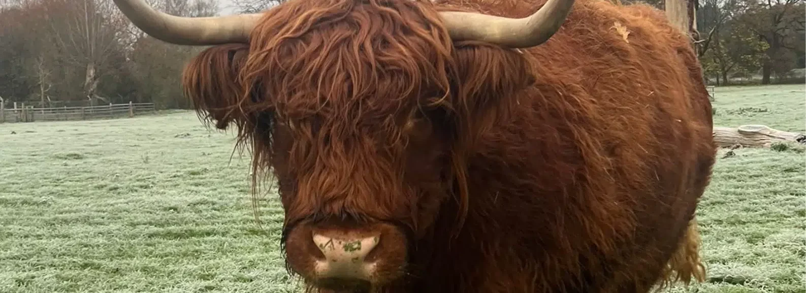 Meet the highland cows
