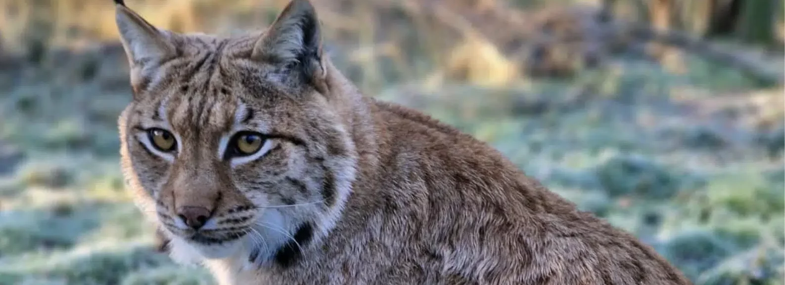 Meet the lynx