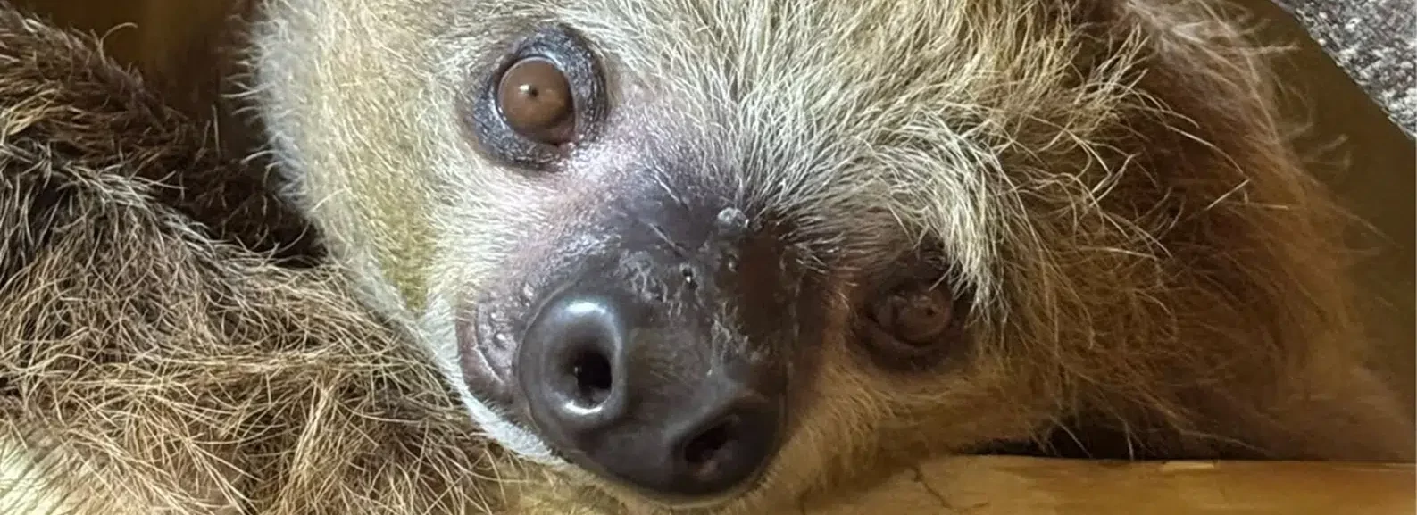 Meet the sloths
