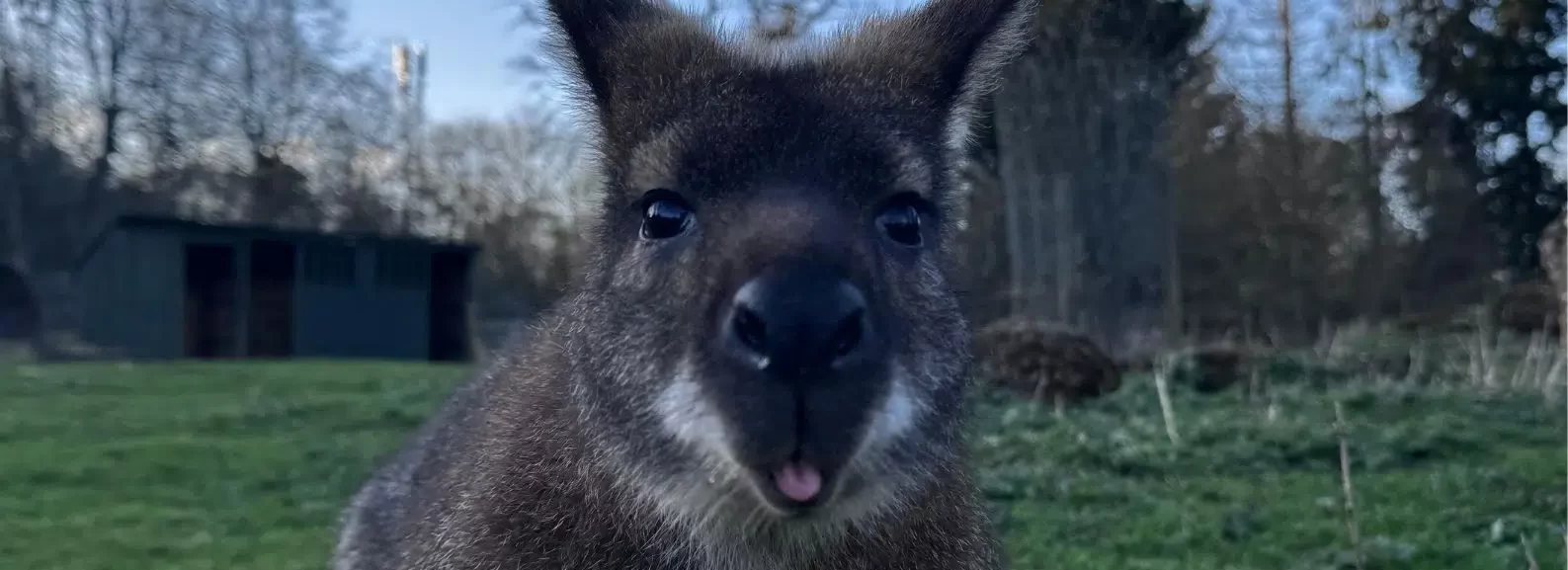 Meet the wallabys